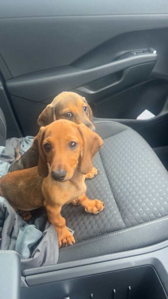 Dachshund 