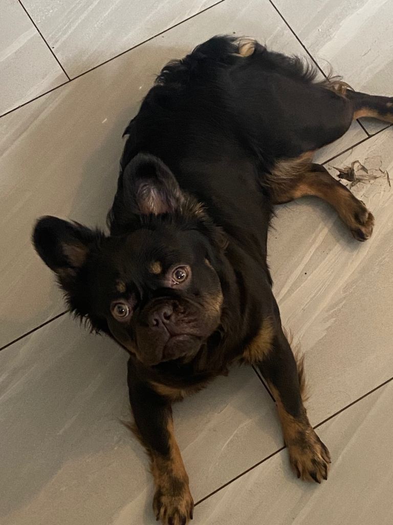 Fluffy frenchie (male)(choc&Tan)