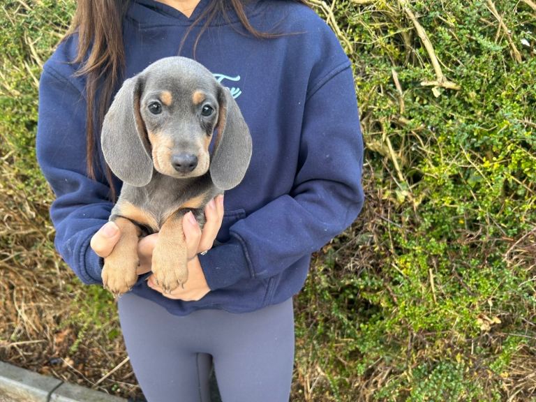Miniature dachshund 