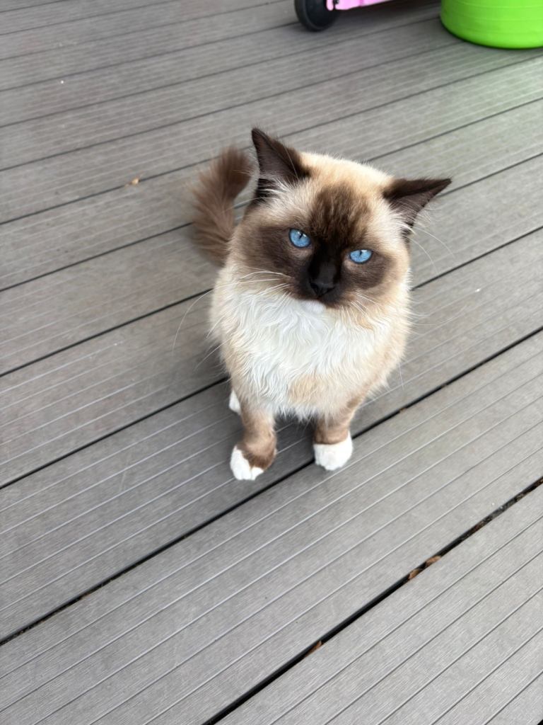 Seal Point Ragdoll