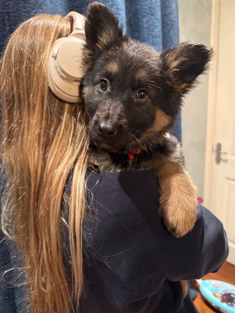 9 weeks old German shepherd 