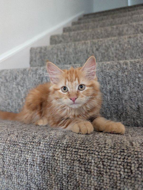 Ginger Kitten long hair (Boy) 8-9 week old 