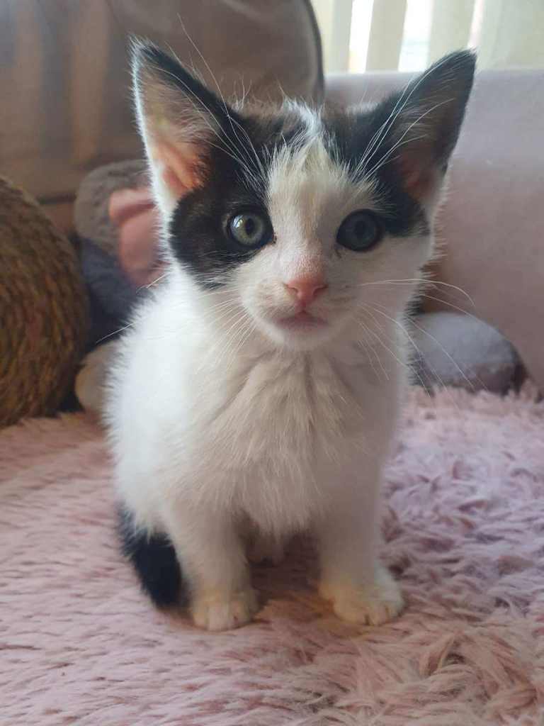 Beautiful kittens Available NOW