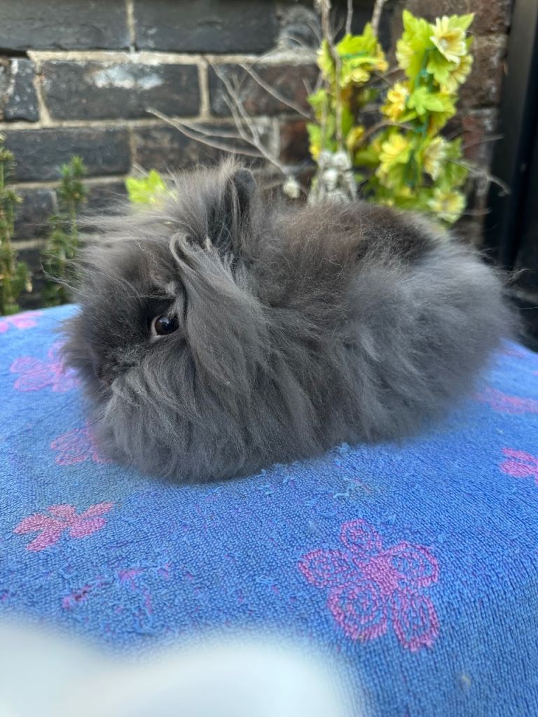 Lionhead Rabbits 