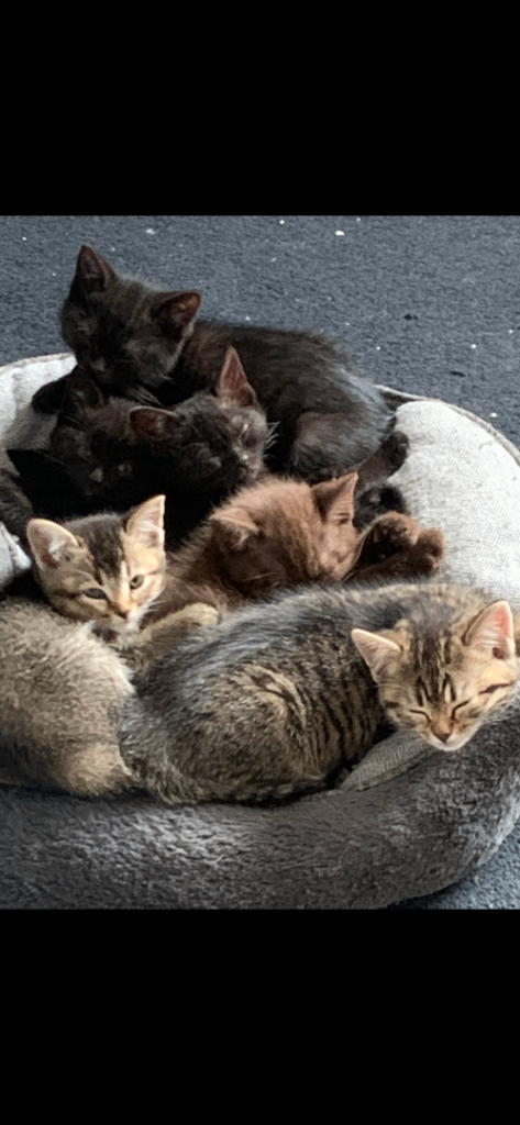 Litter of 6 kittens looking for loving home