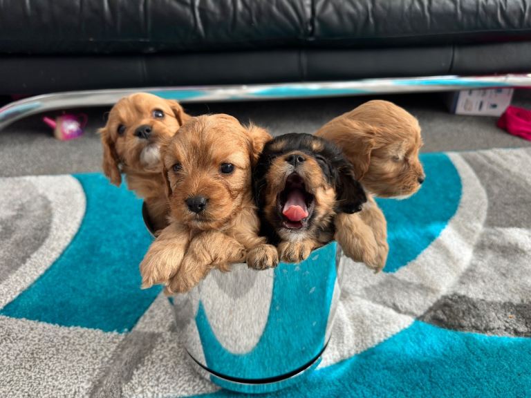 Gorgeous Cavapoo puppies