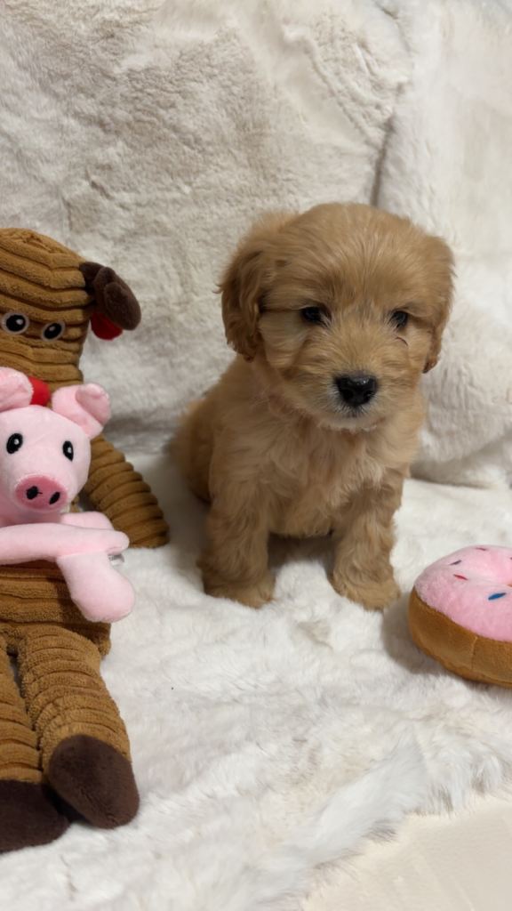F1 cockapoo puppies 