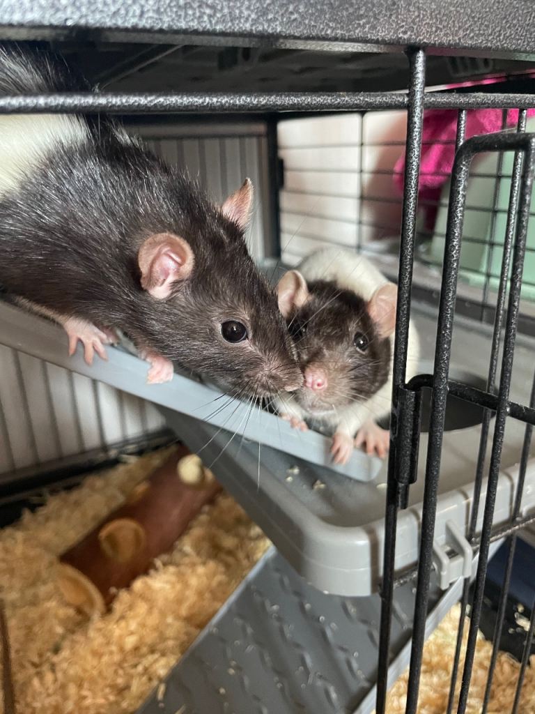 Two female standard Rex.