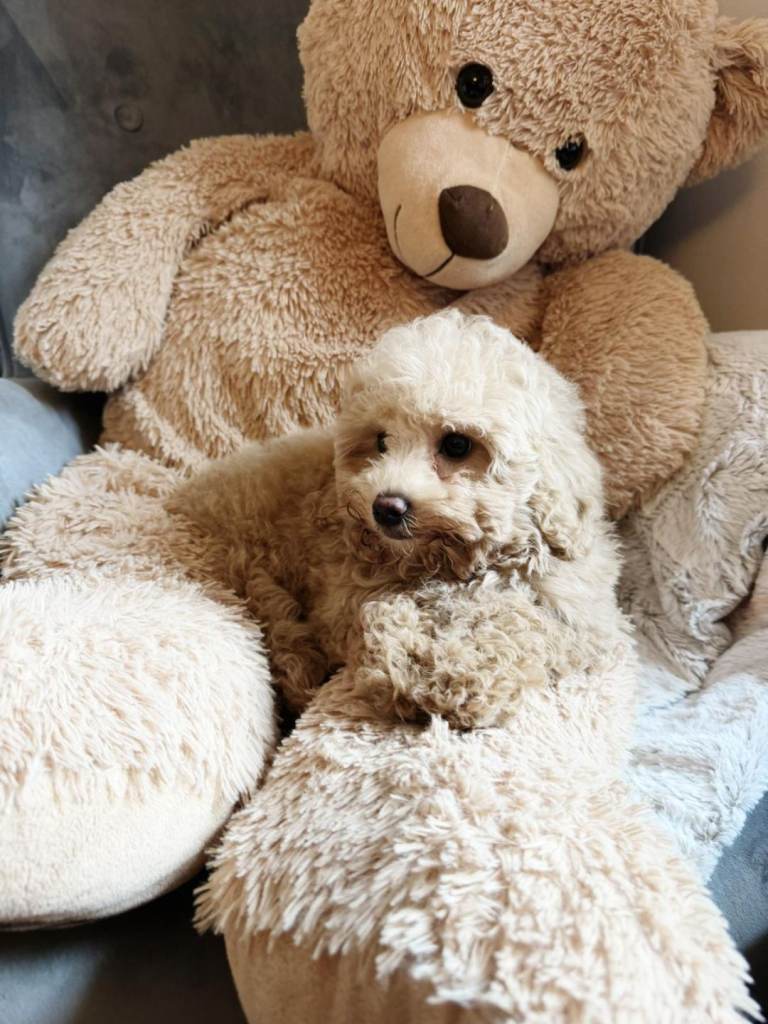 Cavapoo x bichion puppies 