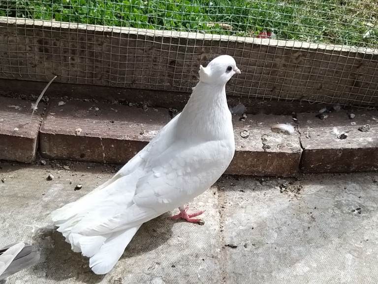 Pigeons for sale 