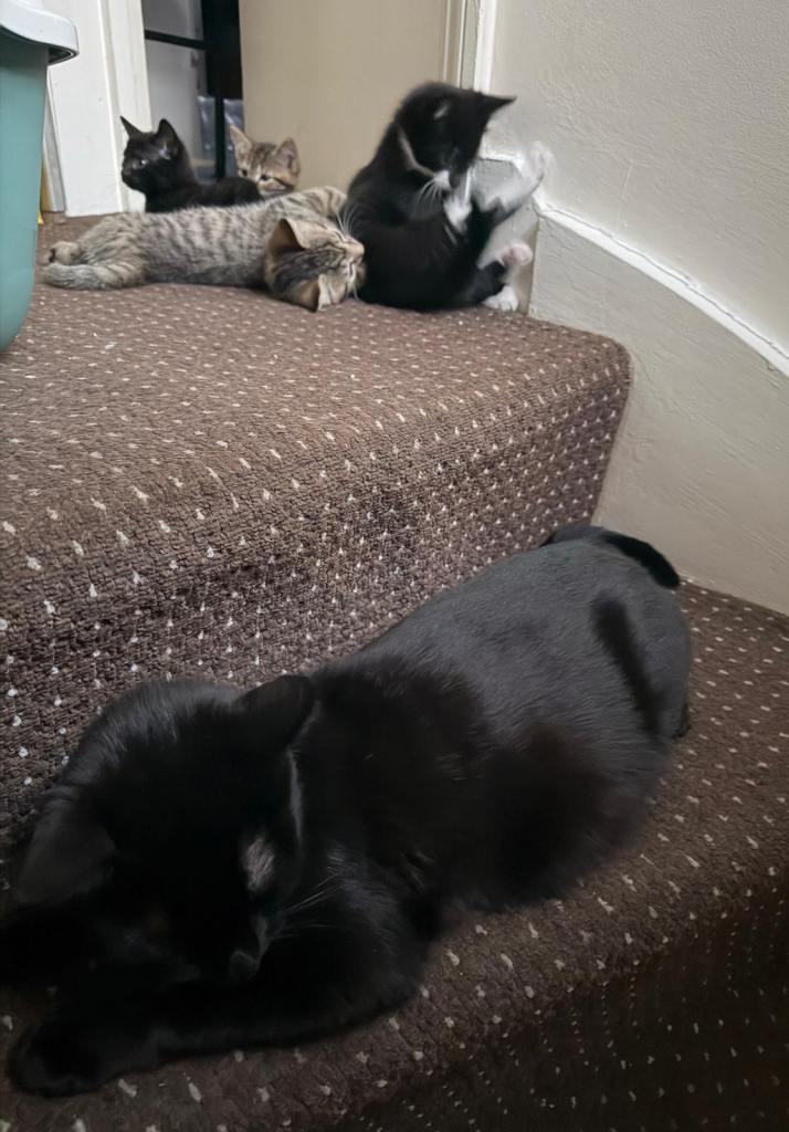 Lovely cats for a friendly new home