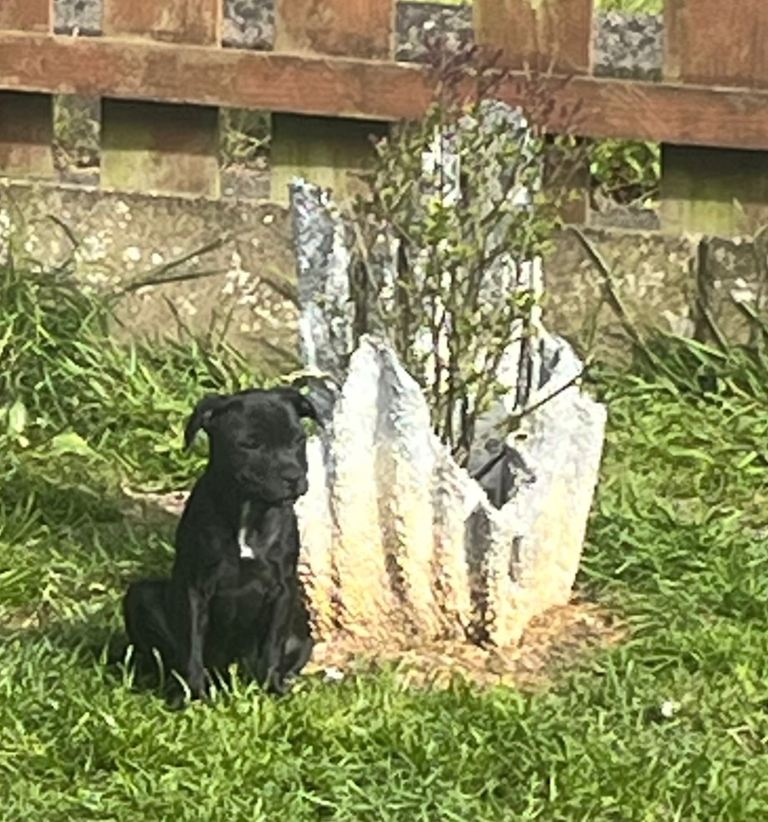 Staffordshire puppies for sale