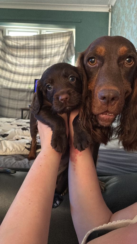 Cocker spaniels 