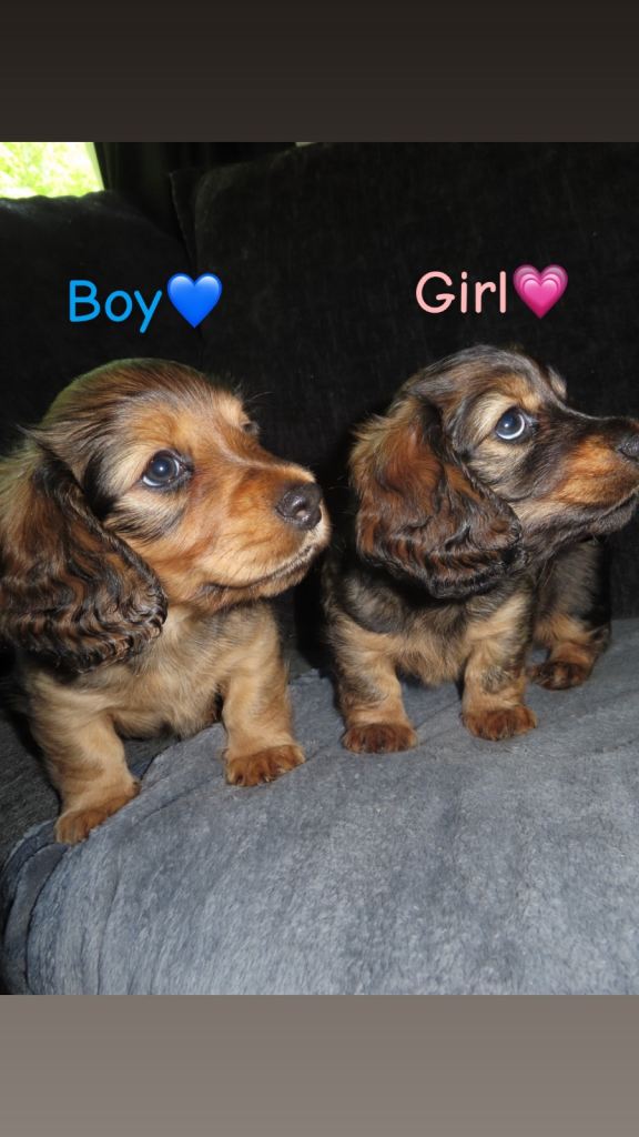 2 long haired miniature dachshunds 🐶