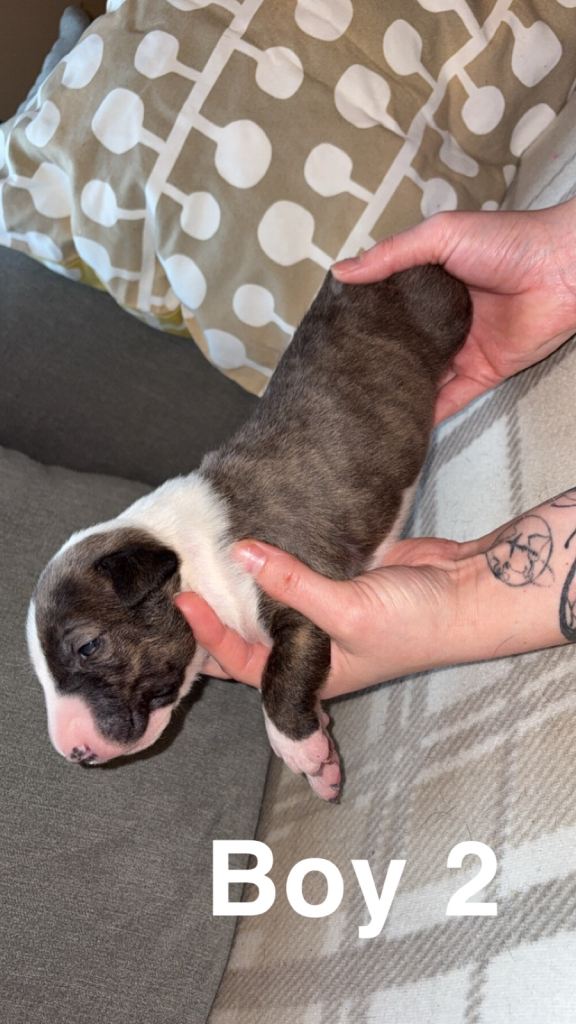 English bull terrier puppies