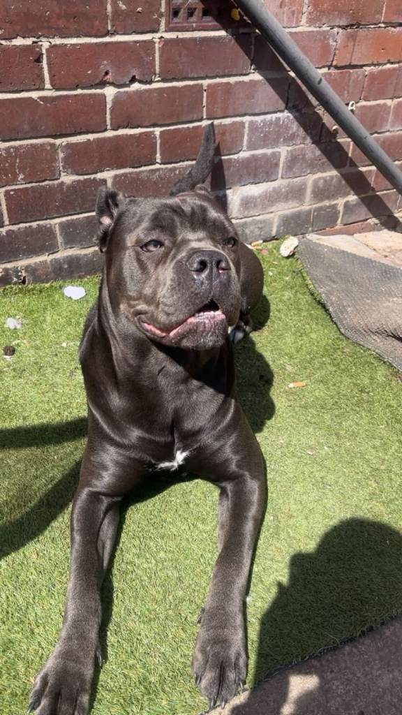 Cane Corso