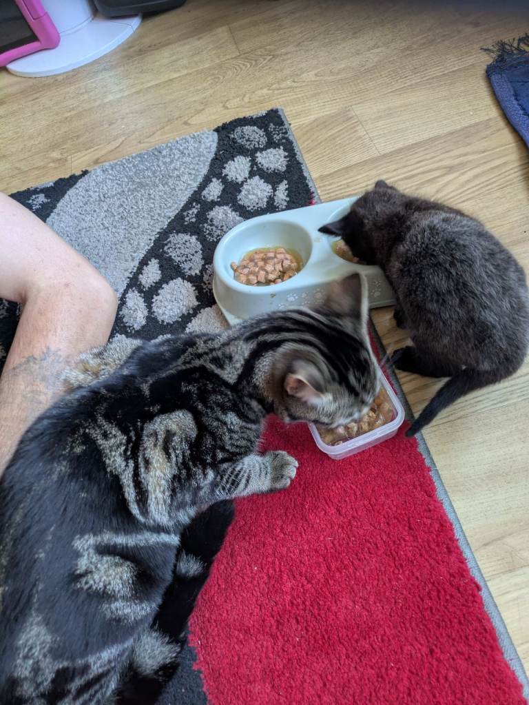 Bengal cross female and tabby older female