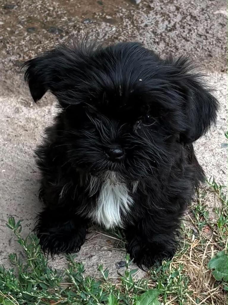 Shiah tzu x Yorkshire 