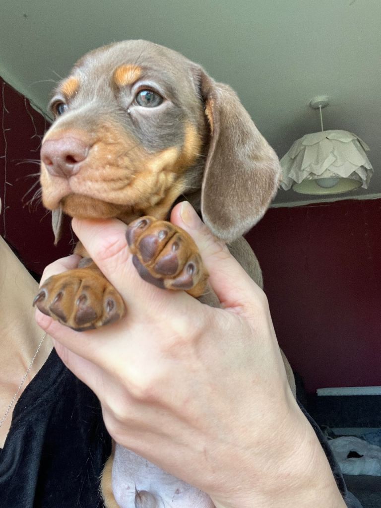 Dachshund Mini Chocolate Boy