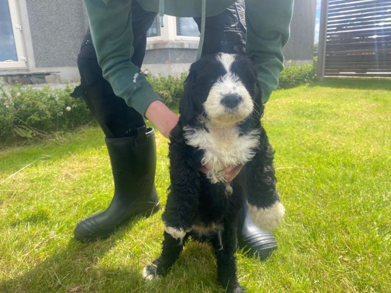 Old English Sheep Dog X Cockapoo (Sheepadoodle) puppies 