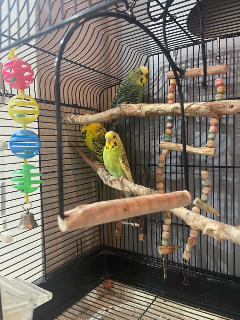 Friendly budgies looking for a loving home.