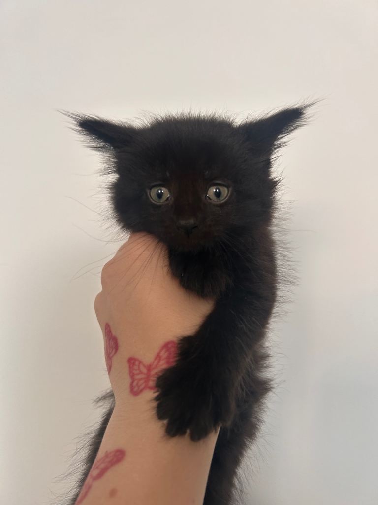 Kittens looking for loving homes