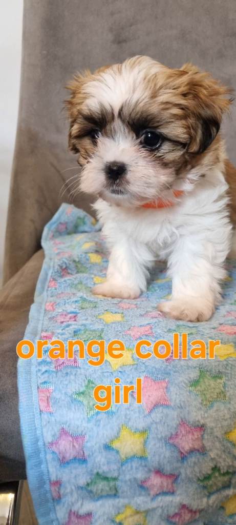 Shih tzu puppies for sale