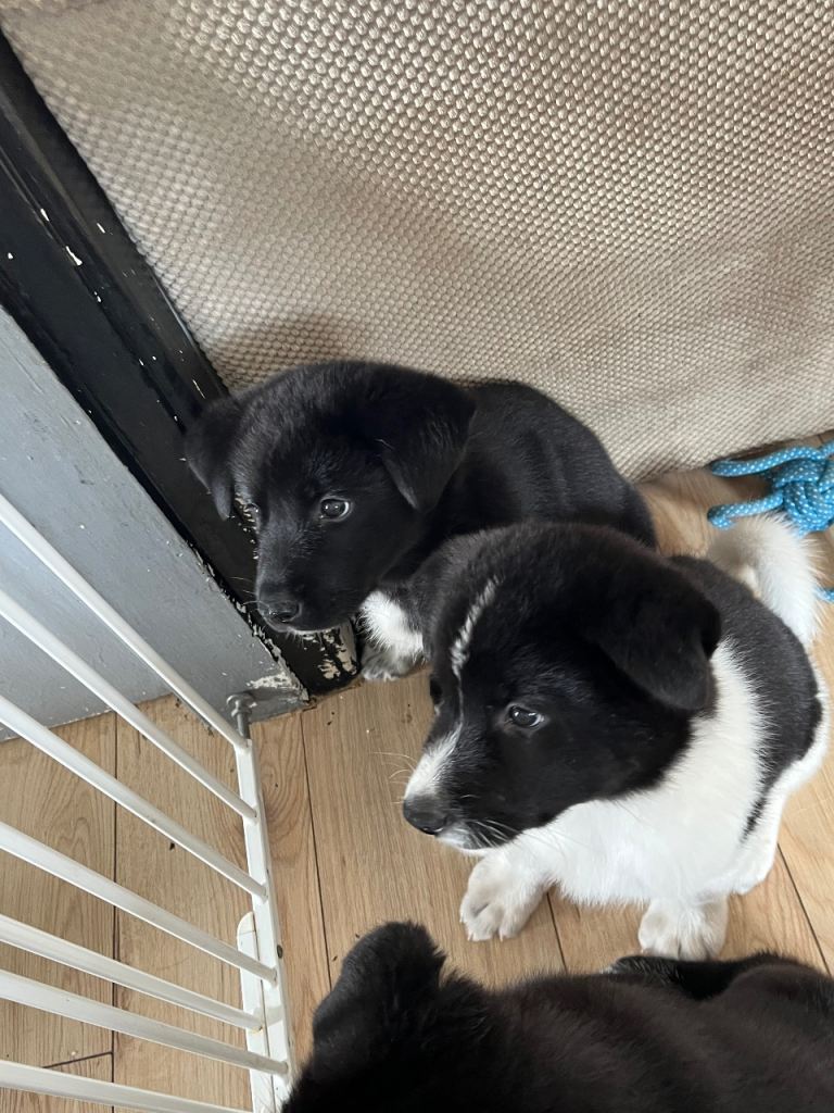 Beautiful puppy’s mother is German shepherd x Belgian malinois father is a Japanese Akita 