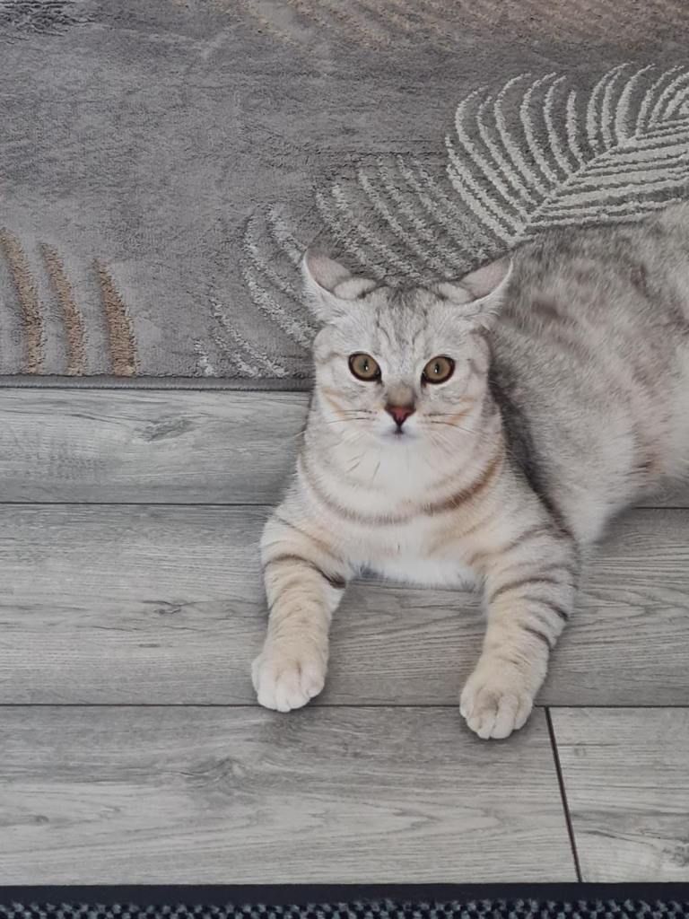     British Shorthair Boy Kitten