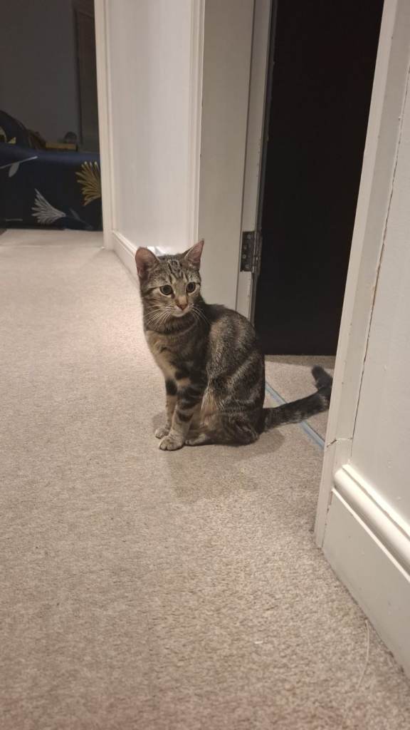 Lovely Friendly Tabby Cat Looking for a Caring Home 🐾