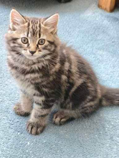 3 Kittens for sale