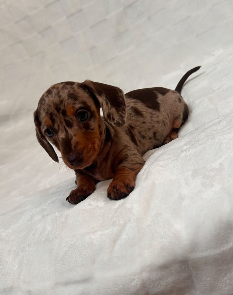 miniature dachshunds