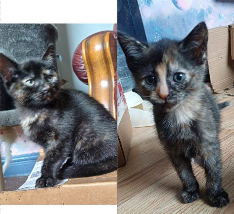 2 very playful and beautiful kittens