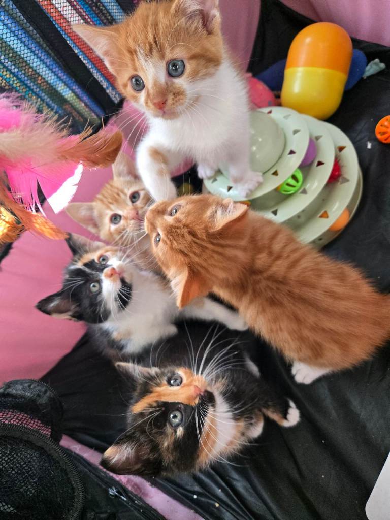 Kittens for Sale 