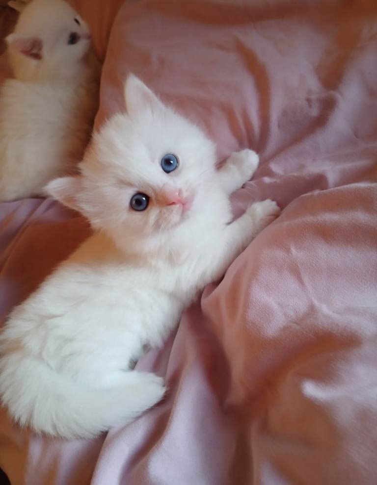 **Angoradoll Kittens**