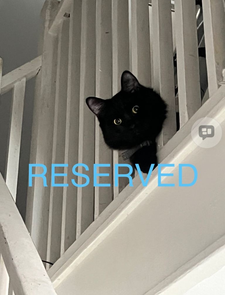 Male and female cats for rehoming 