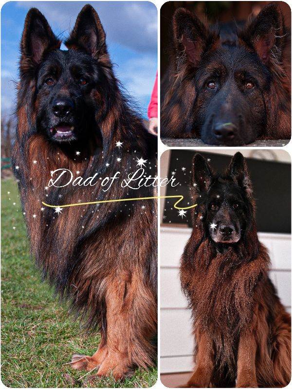 ❤️❤️❤️Amazing GSD puppies longhaired ❤️❤️❤️