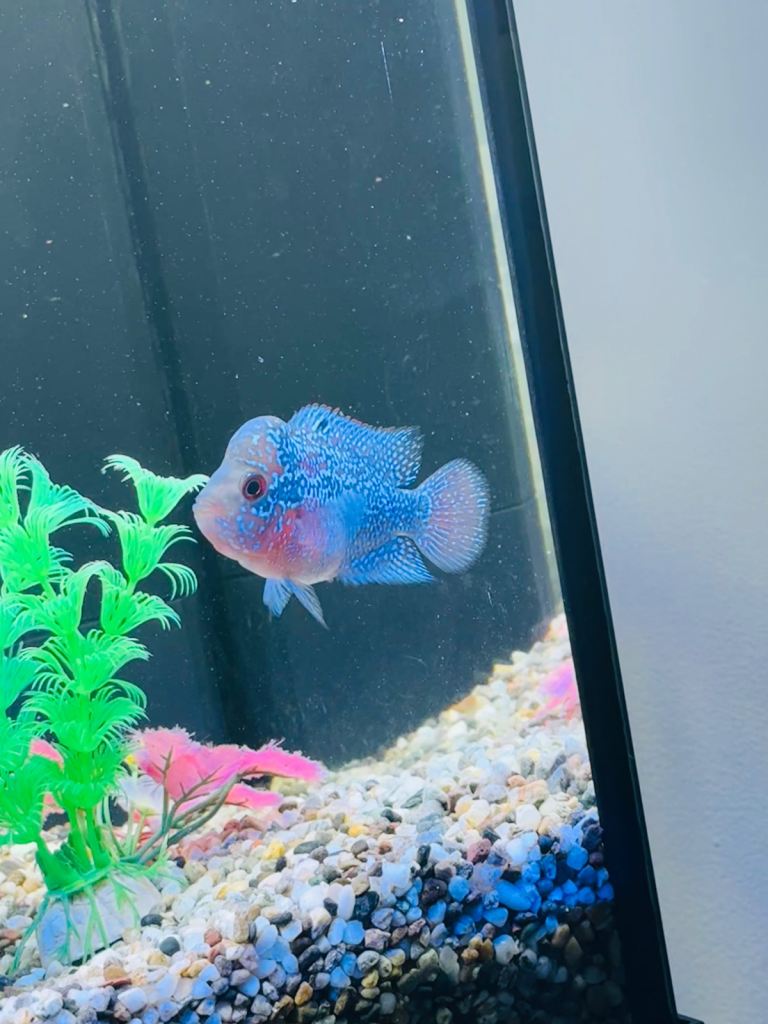 Super Red Dragon Flowerhorn
