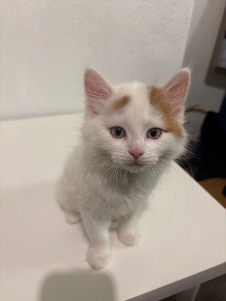 10 week old fluffy Kitten 