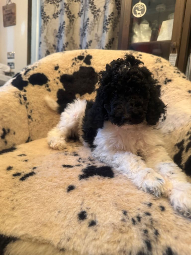 Standard poodle puppies 