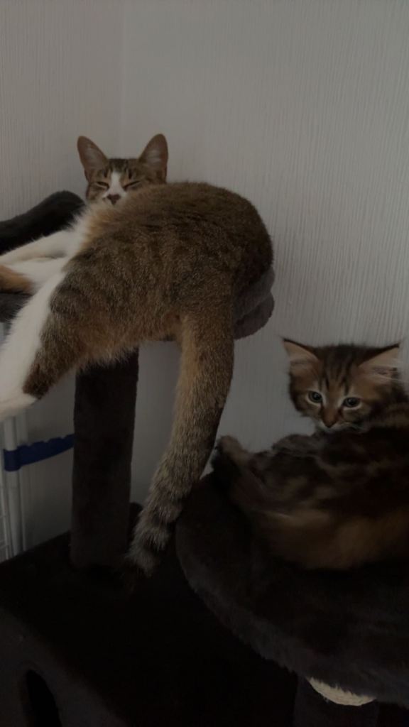 Cats 