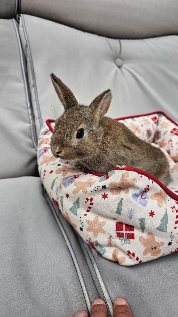 2 Adorable Baby Rabbits– Beautiful Colours 🐰