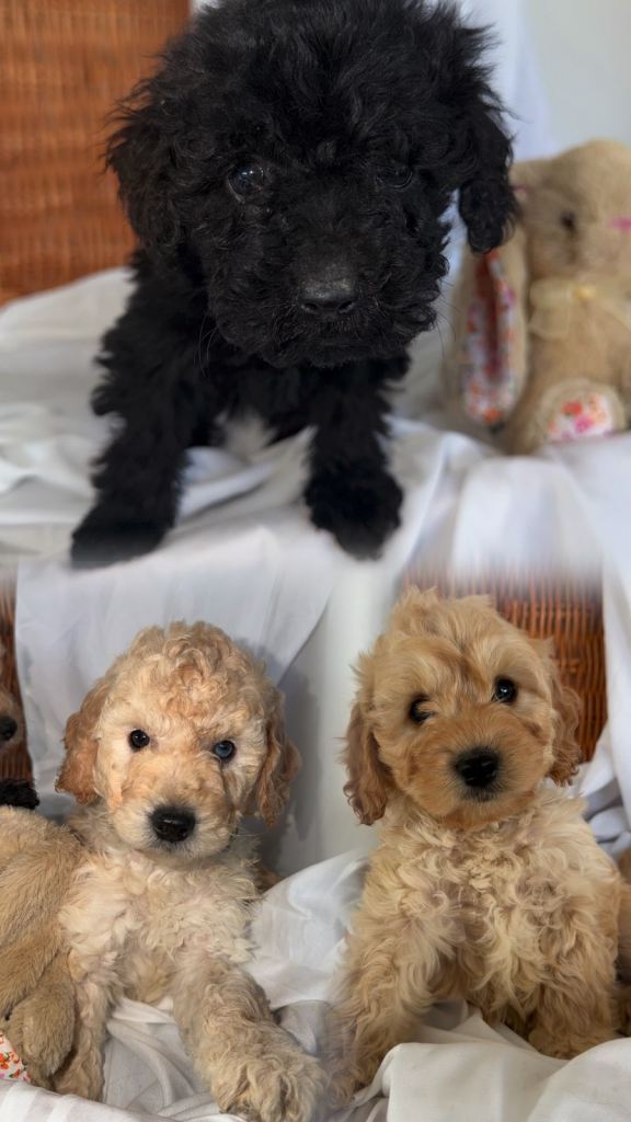 Vaccinated Cockapoo puppies 