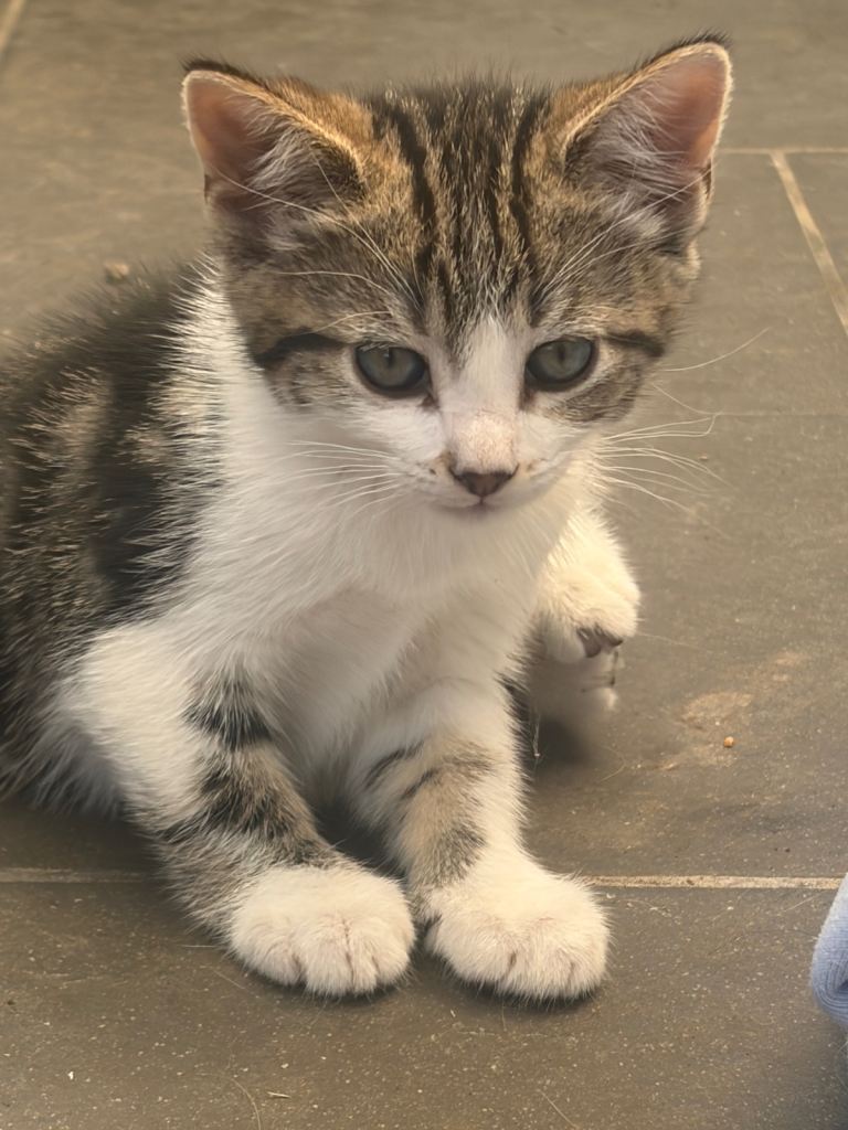 1 kitten for sale 