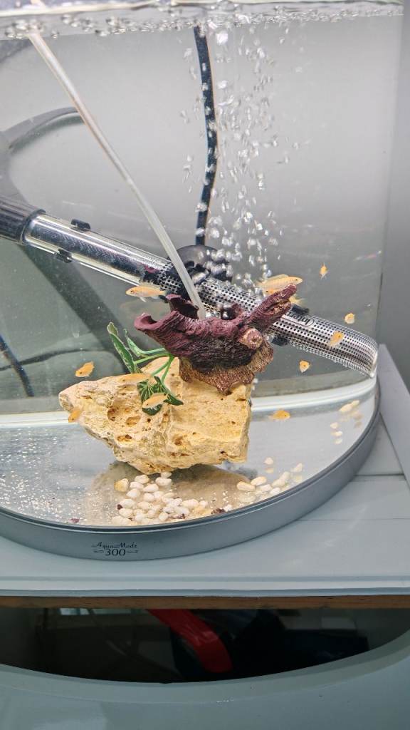 Mix malawi cichlids for sale baby