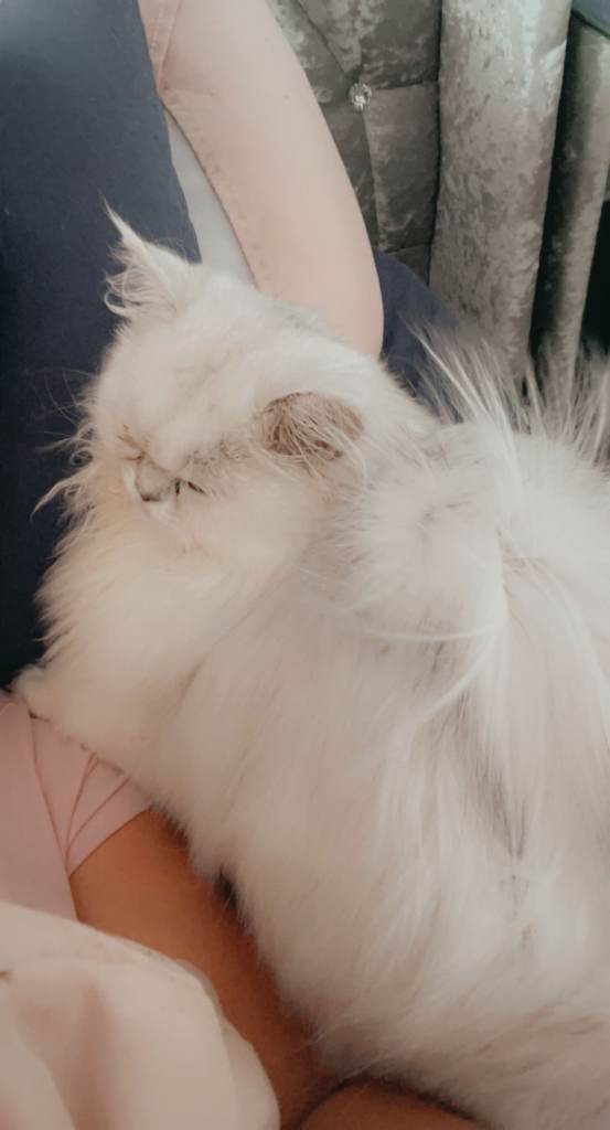 Persian cat for sale