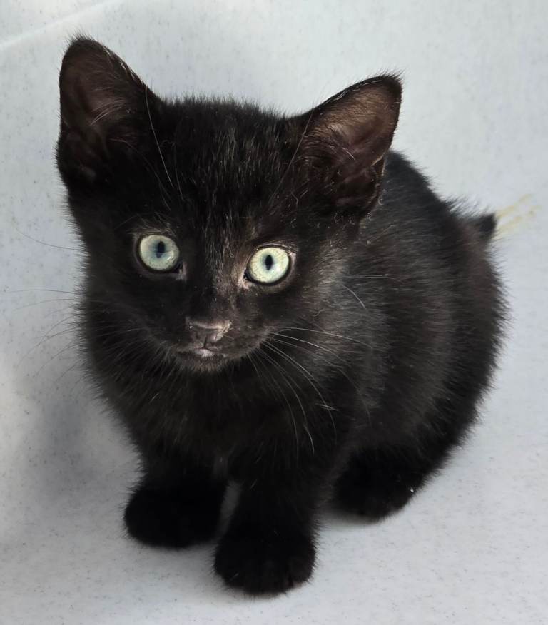 Two beautiful Female Black Kittens!!