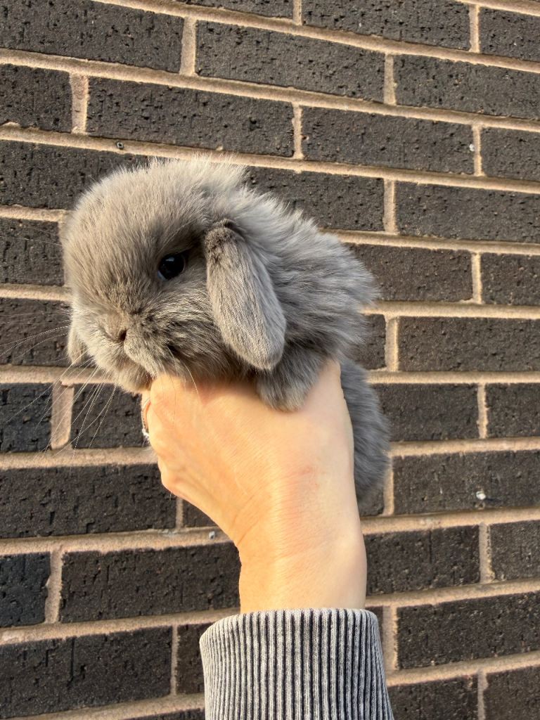 *SOLD* Pure Bred Mini Lop Rabbits 