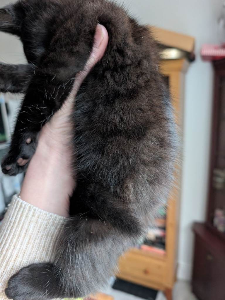 Female kitten for sale