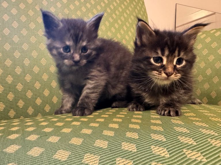 TICA Maine Coon kittens. 2 boys left 